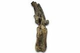 Fossil Sauropod (Apatosaurus) Vertebra - Bone Cabin Quarry #358789-6